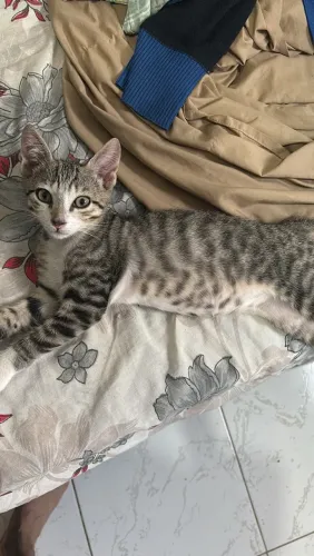 Filhote de gato macho 