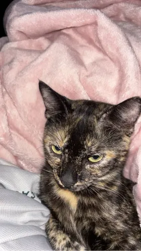 Doação de gatinha com 6 filhotes
