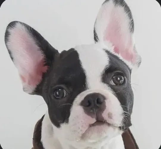 Quero bulldogue francês adulto