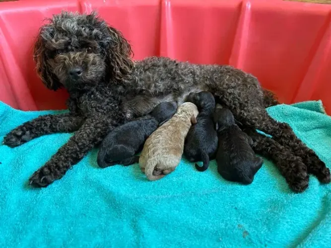 poodle x maltess peludinhos