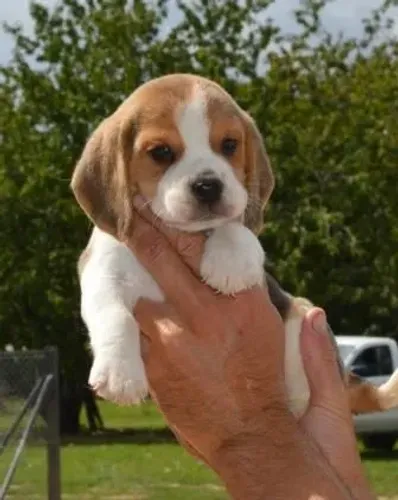 Filhote de beagle diversão garantida em quatro patinhas