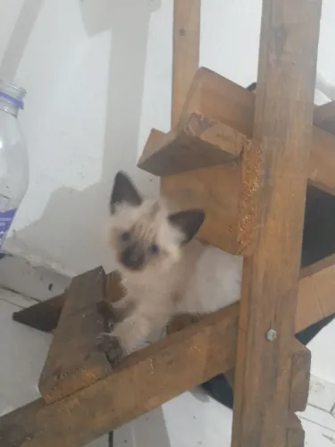 Filhote gato