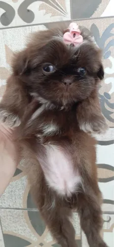 Shih Tzu com Pedigree - Filhote Encantador