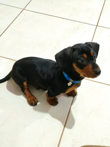 Filhote de Dachshund