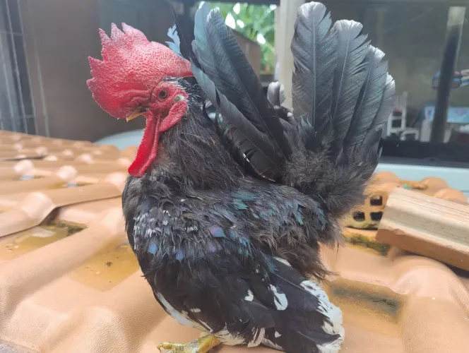 Galo Nagasaki a venda em Linhares 