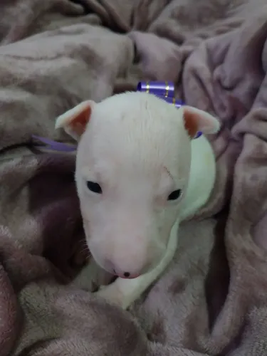 Bull terrier 