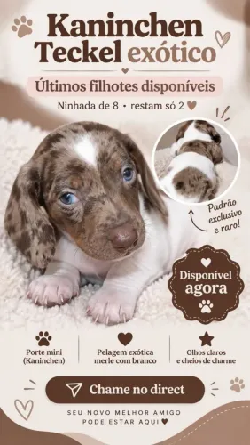Basset arlequim branco com mofadinho chocolate