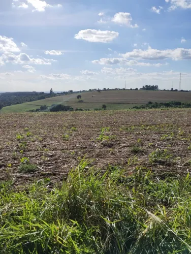 Fazenda 50 Alqueires, 40 Alqueires Plantio, Boa Topografia Terra Vermelha a Mista Ribeirão