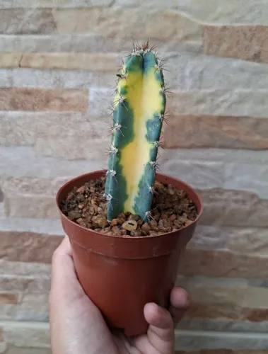 Pilosocereus Azureus variegata pt9