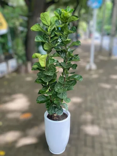 Planta Ficus Lyrata, Iuca Mansa, Fonte Jardim