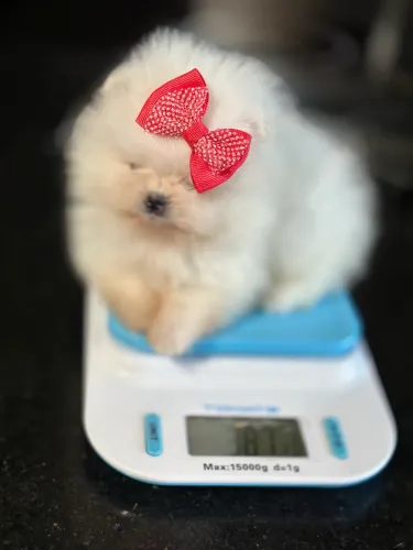 Lulu da pomerania ursinho ?