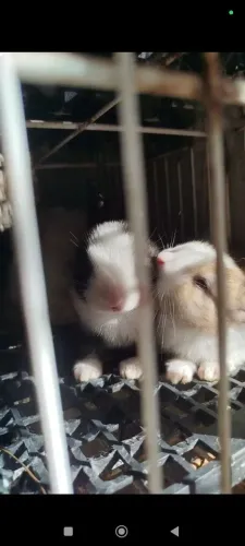 Coelhos filhotes 