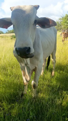 Vendo garrote nelore, pra fazer um Tourinho