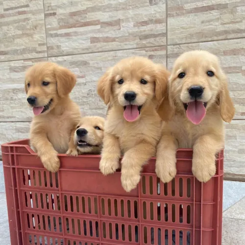 Golden puros fêmeas e machos pedigree