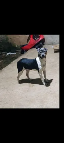 Fox paulistinha terrier brasileiro