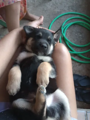 Faço doação de filhote de cachorro husky com um cachorro mestiço.