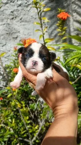 Shih tzu disponível macho e fêmea 