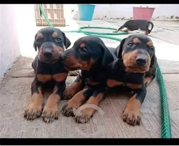 doberman e rottweiler Filhotes de Porte Grande - Whats 9.9751.6491