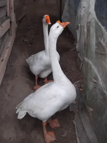Vendo um casal de ganso 