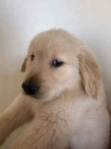 Golden maravilhoso macho