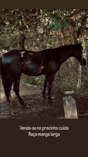 Cavalo manga larga