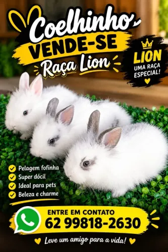 COELHOS RAÇA LION RED 