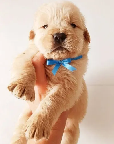 Filhote Golden Retriever, O aumor verdadeiro está esperando por você!