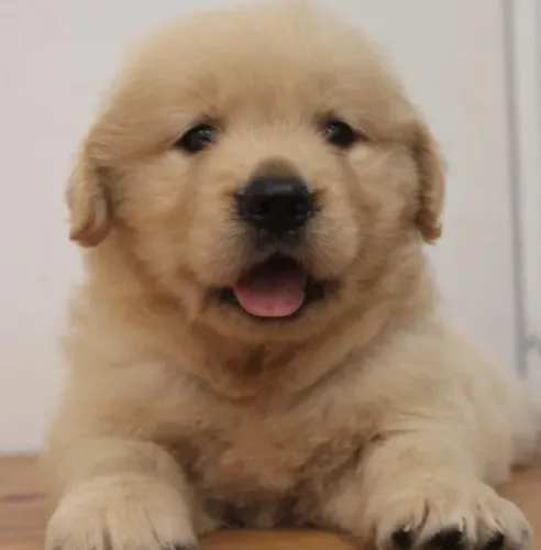Golden Retriever Filhotes Irresistíveis.