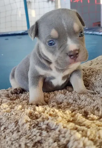 Filhote de American Bully disponível para venda 