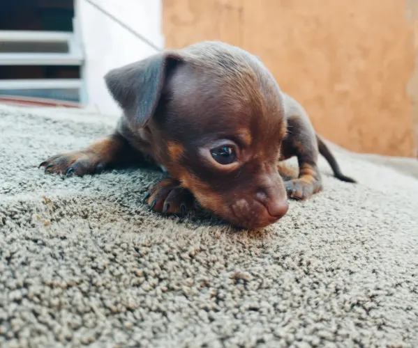 Filhote pinscher 1