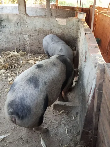 Vende-se porco caipira