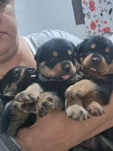 Vende se filhotes de rottwaller