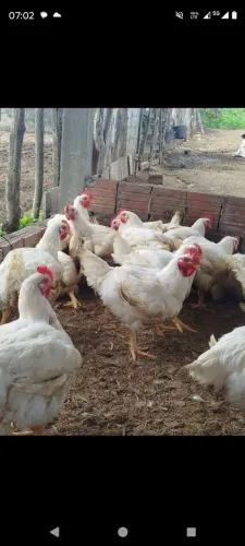 Frango
