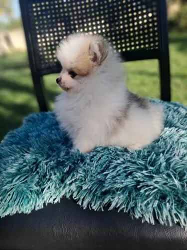 Spitz Alemão Lulu da Pomerânia filhote