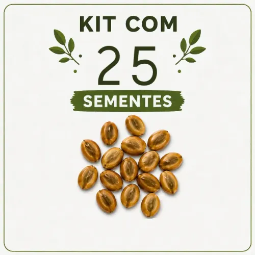 Kit com 25 unidades de Sementes De Piteco Pithecolobium Tortun