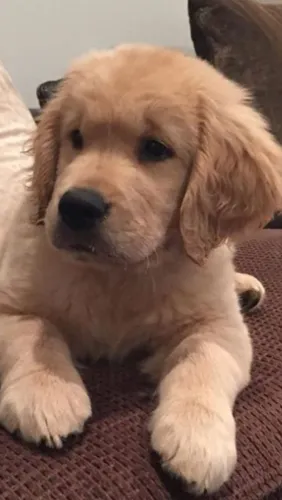Golden retriever amavel e brincalhao 