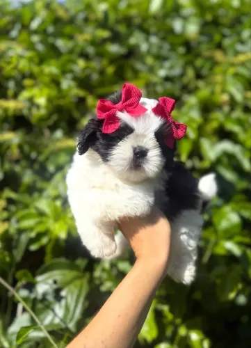 Shih tzu fêmea e macho micro Vacinados