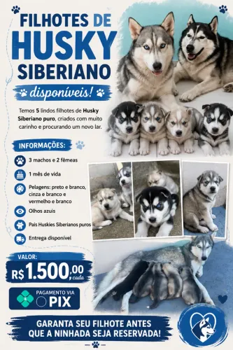 Husky siberiano
