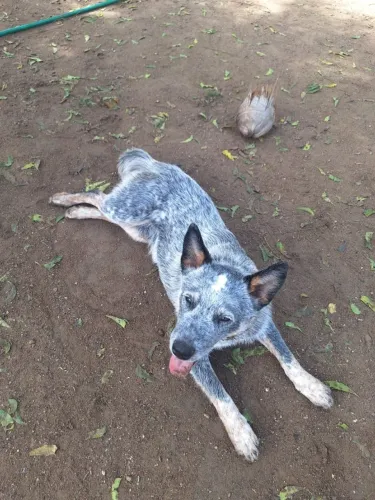 Boiadeiro Australiano