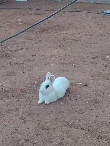 Coelhos