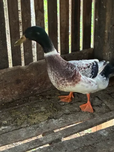 Marreco