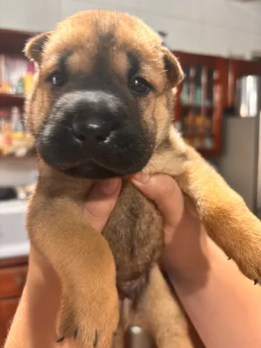 Filhote Shar pei - 1 mês de vida
