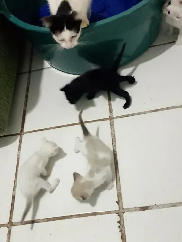 Estou doando esses gatinhos