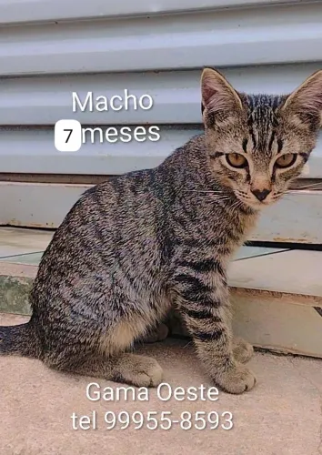 Gatos para doação 