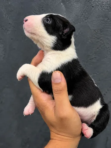 Bull Terrier inglês standard - Fêmea