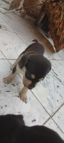 Filhos de cachorro.
