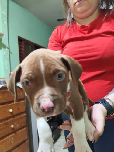 Lindos filhotes de Pit Monsters com pedigree