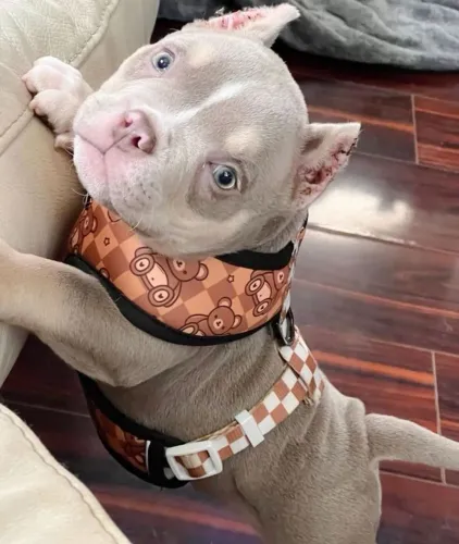 American Bully - Uma Fofura Que Merece Sair Da Tela