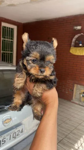 Filhote Yorkshire Terrier, Os filhotinhos mais fofos e brincalhões esperam por você!