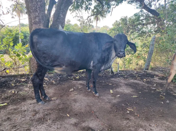Vacas Girolando Puro - Negociar !